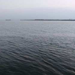 のませツバスは好調