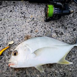 今朝も強風止まず、渋いね