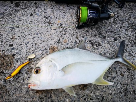 今朝も強風止まず、渋いね