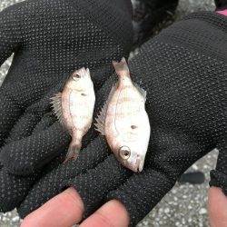 泉南方面、貝塚~泉佐野釣行 (相棒と久々のチョイ投げ釣りへ、キス、チャリコ、サバ釣果有り)