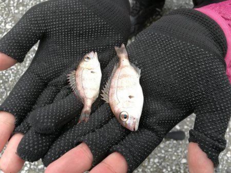 泉南方面、貝塚~泉佐野釣行 (相棒と久々のチョイ投げ釣りへ、キス、チャリコ、サバ釣果有り)