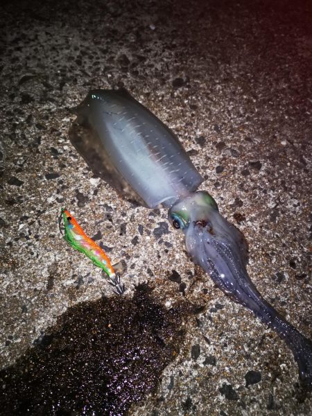 深夜エギング。