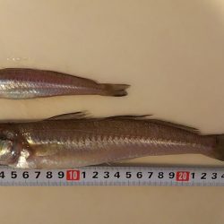 ビッグキス！！