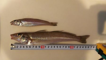 ビッグキス！！