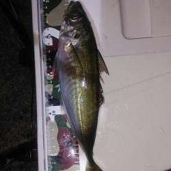 アジングで快釣