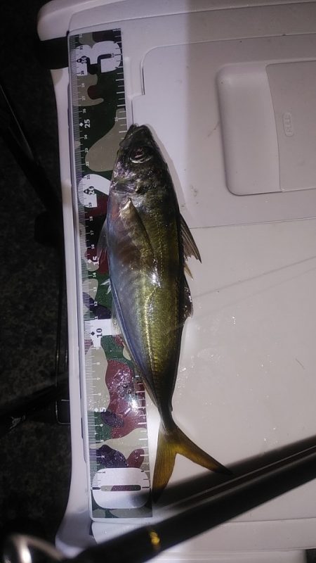 アジングで快釣