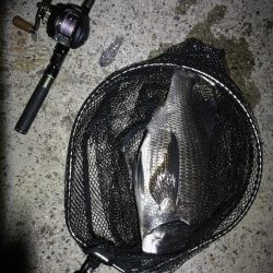 南港ヘチ釣行 （7/16 連休明け早朝 真チヌ48cm、キビレチヌ、ガシラ 釣果有り）