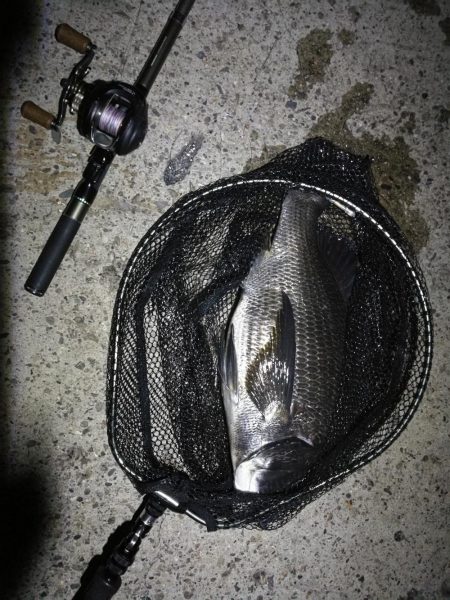 南港ヘチ釣行 （7/16 連休明け早朝 真チヌ48cm、キビレチヌ、ガシラ 釣果有り）