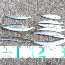 カマスラッシュ!