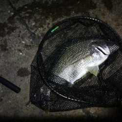 南港ヘチ釣行 （7/18 パラ雨の中の釣行 キビレチヌ44.5cm、ガシラ 釣果有り）