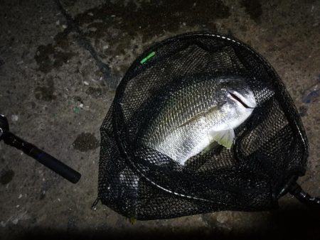 南港ヘチ釣行 （7/18 パラ雨の中の釣行 キビレチヌ44.5cm、ガシラ 釣果有り）