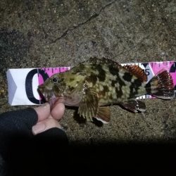 南港ヘチ釣行 （7/20 曇り空の南港釣行 キビレチヌ、ガシラ 釣果有り）