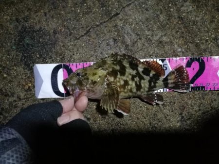 南港ヘチ釣行 （7/20 曇り空の南港釣行 キビレチヌ、ガシラ 釣果有り）