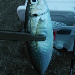 アジ、シロイカ不調