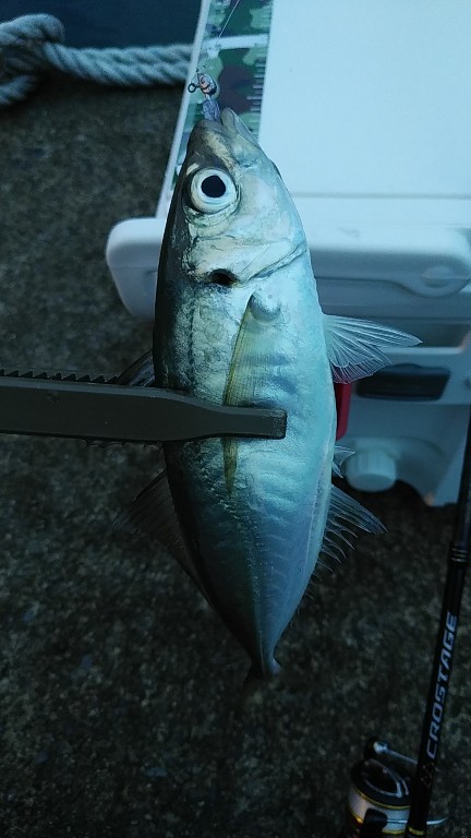 アジ、シロイカ不調