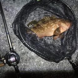 南港ヘチ釣行 （7/21 レア魚きた！！アコウ34cm、キビレ、ガシラ 釣果有り）