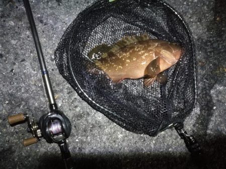 南港ヘチ釣行 （7/21 レア魚きた！！アコウ34cm、キビレ、ガシラ 釣果有り）