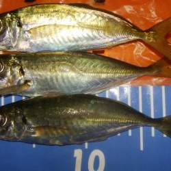 穴釣りとアジング