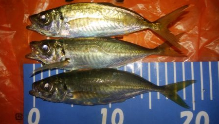 穴釣りとアジング