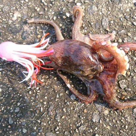 ツバス、タコ、小サバ、小アジ