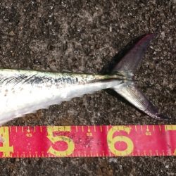 今年初のサゴシ捕獲