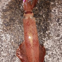 白イカと鯵を釣りました