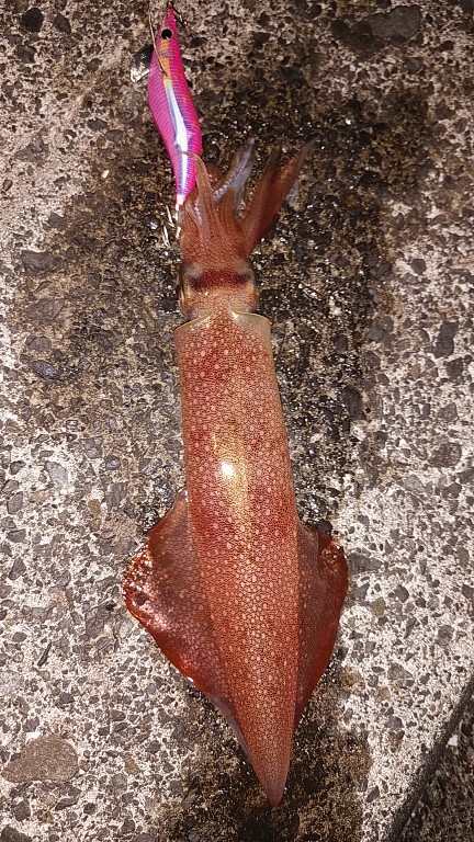 白イカと鯵を釣りました