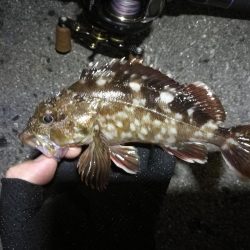 南港ヘチ釣行 (7/30 まだまだ浮遊ゴミの多い南港ヘチ。。キビレチヌ33cm、黒メバル21cm、ガシラ 釣果有り)