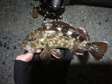 南港ヘチ釣行 （7/30 まだまだ浮遊ゴミ…