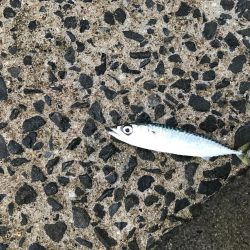 まさかのアコウ