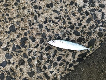 まさかのアコウ