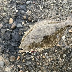 ライトショアジギング3目