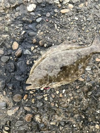 ライトショアジギング3目