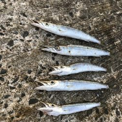 夏のライトショアジギング2