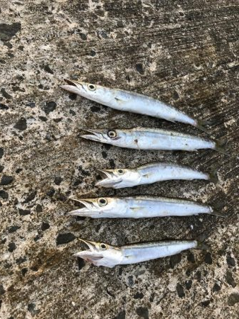 夏のライトショアジギング2