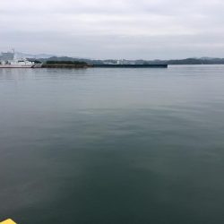 ガシラ7匹、コアジ匹、コサバ1匹