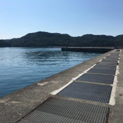 スズメダイ9匹、豆アジ1匹