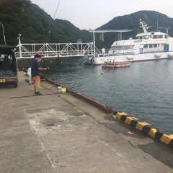 良型アジ、サヨリ、チャリコ等