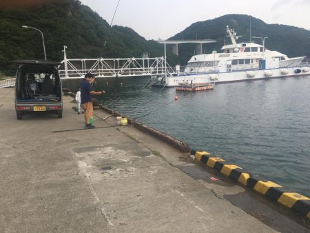 良型アジ、サヨリ、チャリコ等