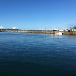 ツバス6匹、タイ1匹