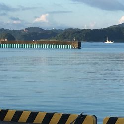 ツバス、カンパチなど