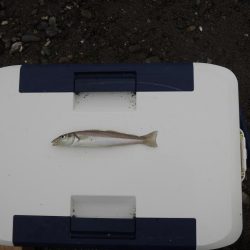 梅雨のキス釣り