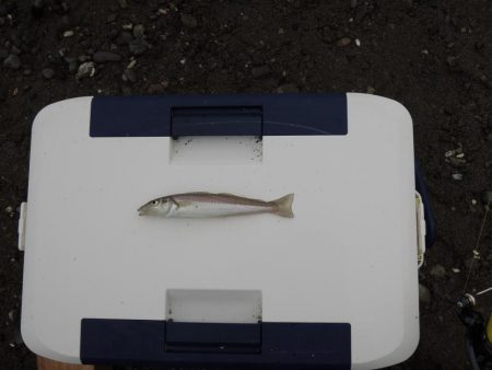 梅雨のキス釣り