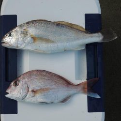 梅雨明けの五目釣り