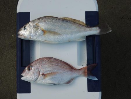 梅雨明けの五目釣り