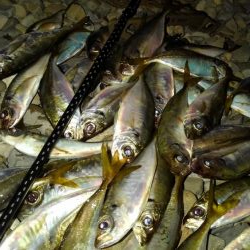 相変わらずの爆釣アジング