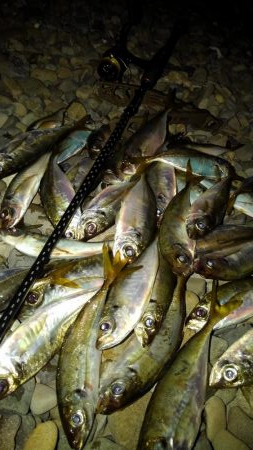 相変わらずの爆釣アジング