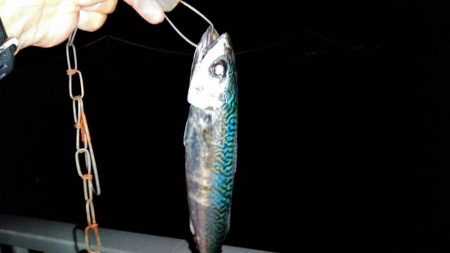 おおお　おおサバ