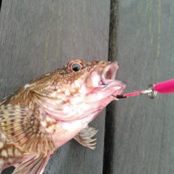 ライトショアジギング