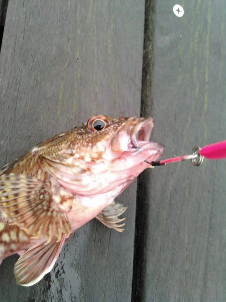 ライトショアジギング